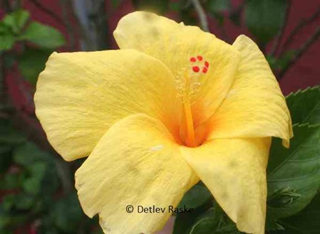 großblütiger gelber Hibiskus