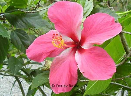 Hibiskusblüte rosa