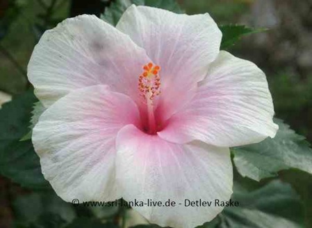 weißer Hibiskus mit rosa farbener Mitte