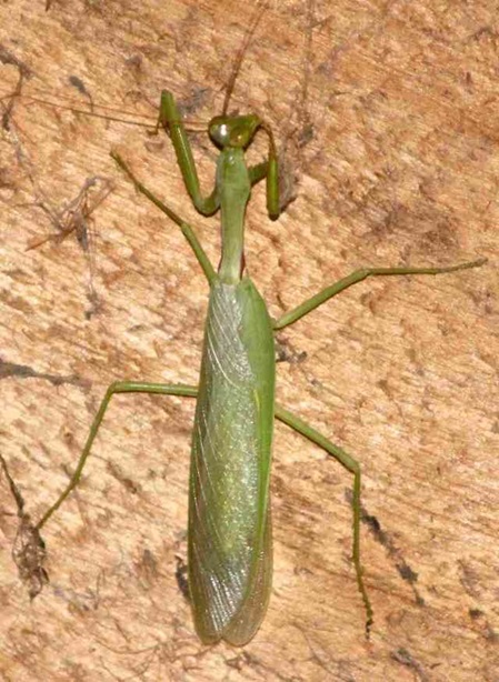 Große Gottesanbeterin in Sri Lanka