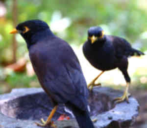 Birds Sri Lanka Vögel - Hirtenstar Common Mynah