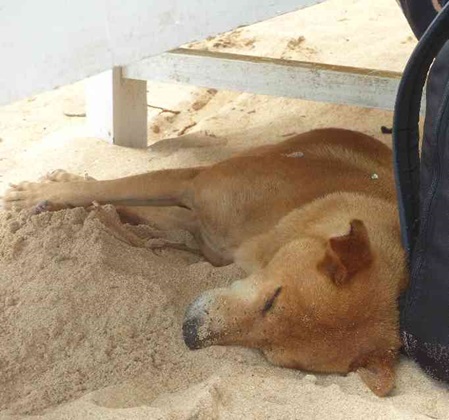 Hunde sogar am Strand