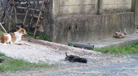 Viele Straßenhunde in Sri Lanka