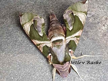 Großer Nachtfalter Daphnis hypothous