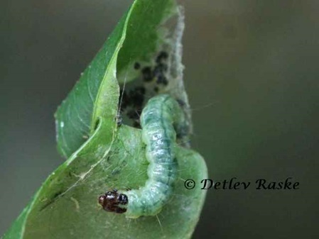 im eingerollten Blatt versteckt sich dies Raupe