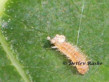 Insects small carterpillar - sehr kleine Raupe