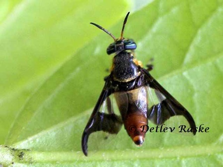 Fliege aus der Familie Chrysops, ein Männchen