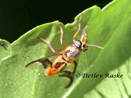 farbige Fliege Chrysops sp.