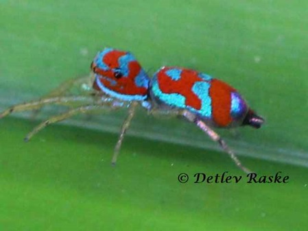jumping spider blue red - rot blaue Springspinne