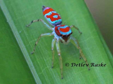 bunte Springspinne Weibchen Chrysilla sp.