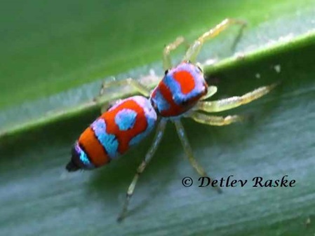 bunte Springspinne Chrysilla sp. ein Weibchen