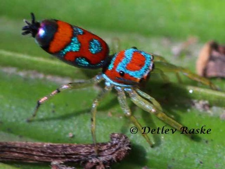 Drohhaltung von Chrysillas sp.