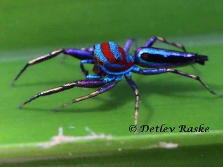 einfach tolle Farben haben diese Spinnen