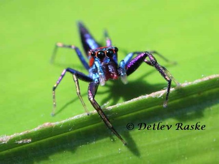 Chrysillas sp. - Guck mir in die Augen Kleiner