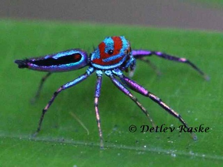 Männchen von Chrysillas sp.