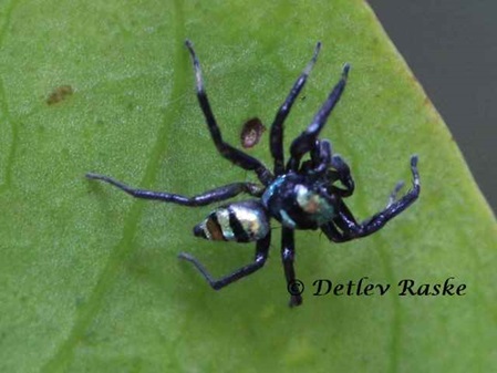 blau schwarz silberne Springspinne