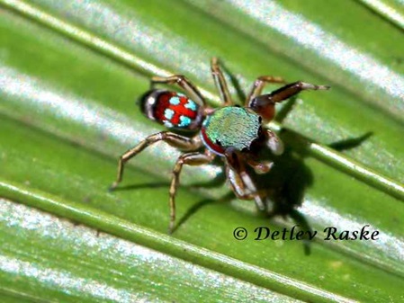 Colorful Jumping Spider Siler semiglaucus