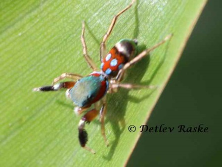 Jade Springspinne oder auch metallische Springer