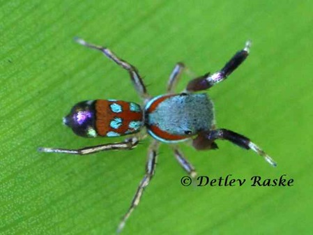 einfach eine hübsche Spinne