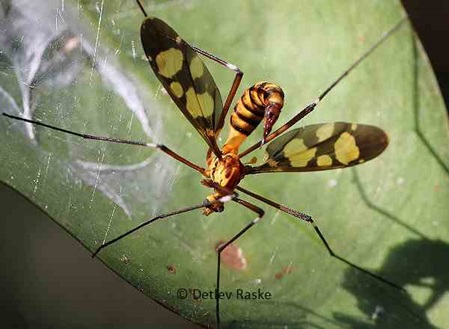 Pselliophora laeta ähnelt einer Skorpionfliege