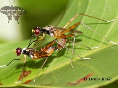 langbeinige Fliegenart bei der Paarung auf einem Blatt