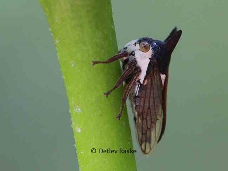 Leptocentrus taurus - Seitenansicht