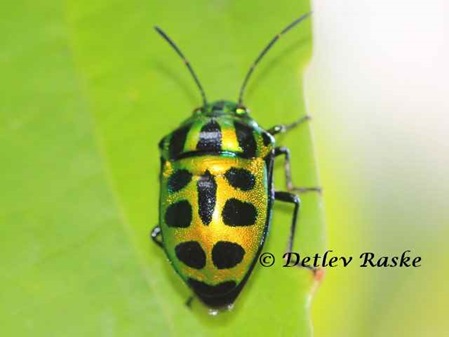 colorful bug - wunderschöne Schmuckwanze