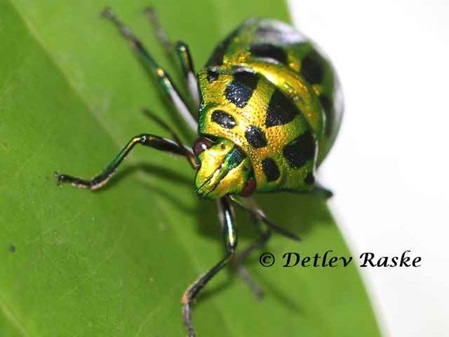 Chrysocoris stollii - Schmuckwanze