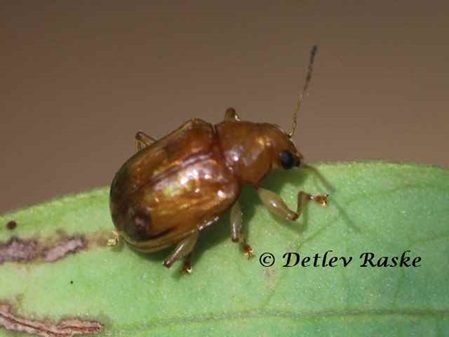 Käfer unbestimmt Sri Lanka