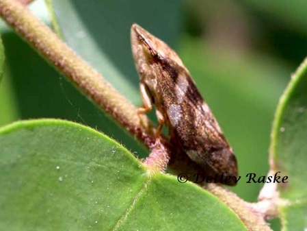 kein Frosch sondern eine Zikade