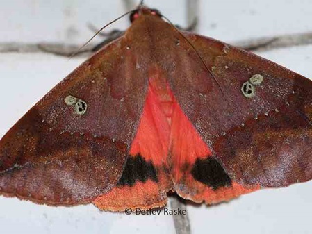 Motte Thyas honesta aus der Familie der Noctuidae