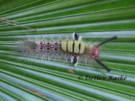 Tussock Moth Caterpillar - Lymantriinae