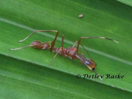 Seitenansicht von einer Ameisenspringspinne