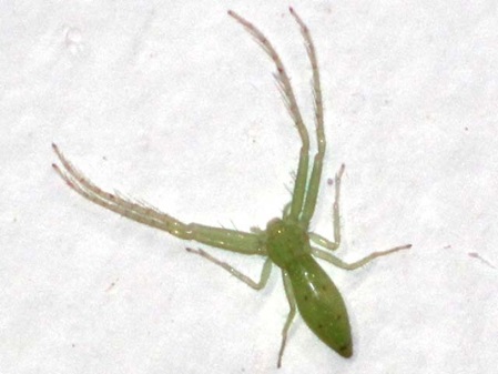 eine grüne endemische Spinne in Sri Lanka - Oxytate taprobane