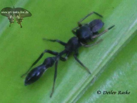 Diese Spinne ahmt schwarzen Ameisen nach