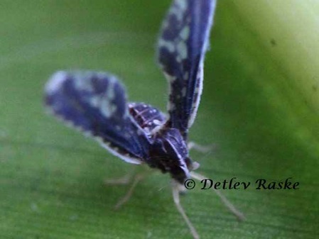 unbestimmte Fliege in Sri Lanka