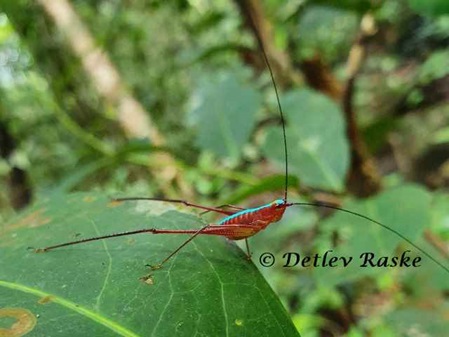 seltener Grashüpfer in Sri Lanka