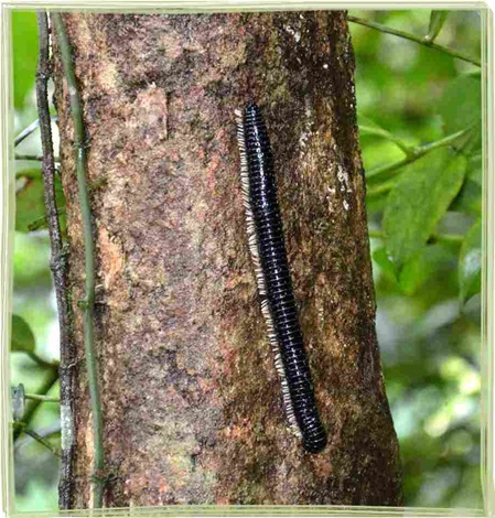 Insekten Sri Lanka Tausendfüsser