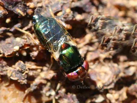 Fliege grün klein