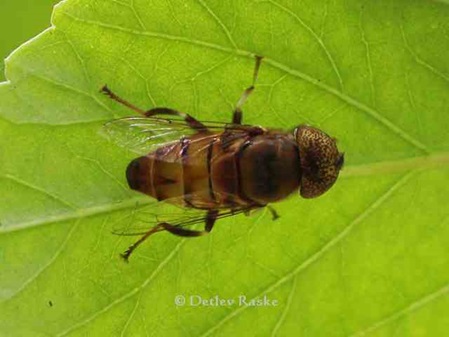 Zweiflügler - Schwebfliege groß