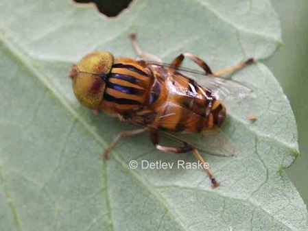 eine große dicke Schwebfliege - Eristalinus megacephalus