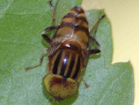 Schwebfliege in Sri Lanka