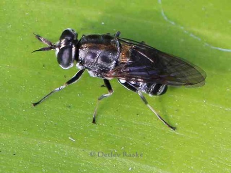 Schwebfliege Eumerus-sp.