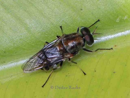 Insekt Schwebfliege