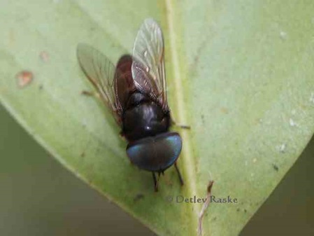 Sri Lanka Diptera Schwebfliege