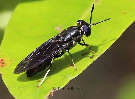 eine sehr nützliche Fliege die schwarze Soldatenfliege