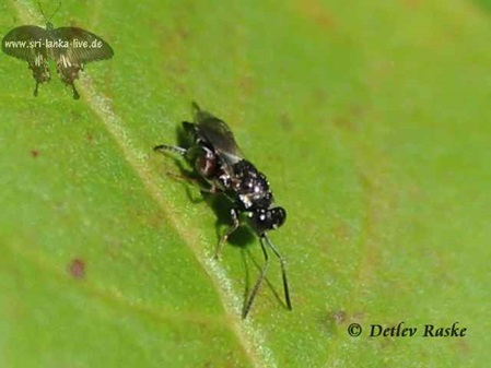 fliegendes Insekt mit großen Augen - Crossocerus nitidicorpus