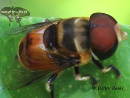 dicke Fliege in Sri Lanka