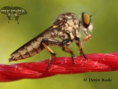 große Fliege auf der Wäscheleine