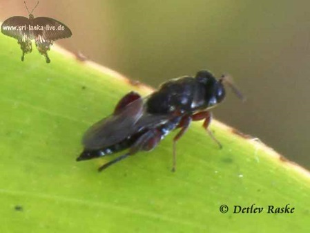 wahrscheinlich eine Chalcididae Art